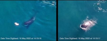 Detalles de la acción de las orcas .