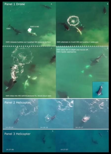 Capturas de los vídeos filmados el pasado mes de mayo en Sudáfrica  .