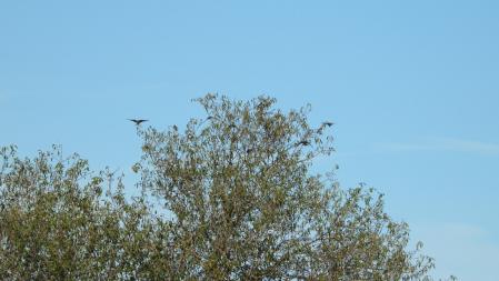 Reto visual: Localiza al mayor número de golondrinas en esta imagen.