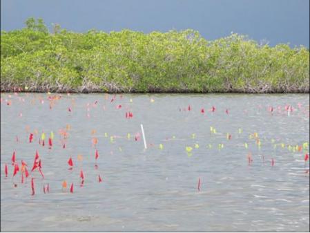 La laguna costera de Paynes Creek, plagada de banderitas que señalan lugares relevantes de las salineras y las residencias de los trabajadores