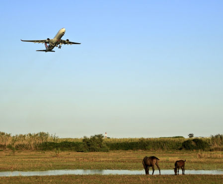 Los caballos del Delta del Llobregat conviven con los aviones del aeropuerto del Prat.