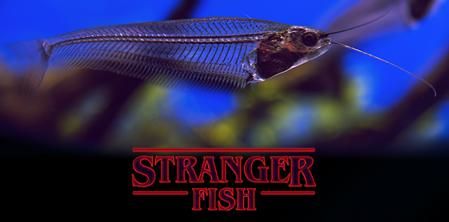 peques-planes-aquarium-halloween