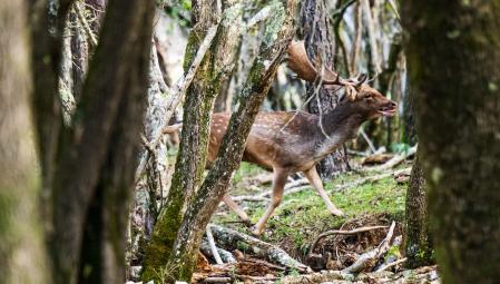 Gamo en Albanyà en época de berrea.