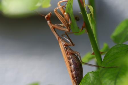 Mantis religiosa.