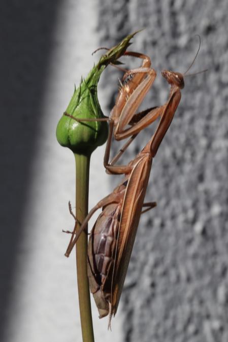 Mantis religiosa.