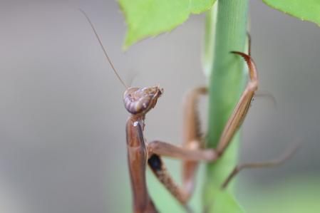 Mantis religiosa.