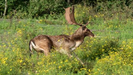 Gamos en el bosque de Albanyà.