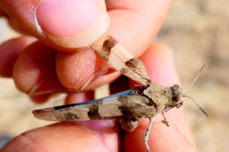 Saltamontes de alas azules.