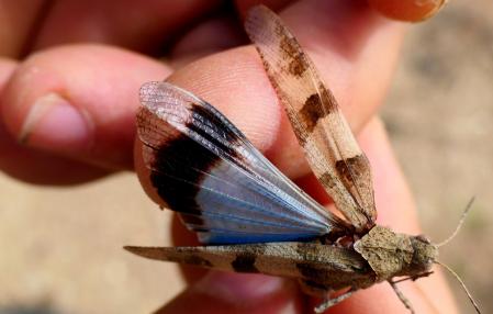 Saltamontes de alas azules.