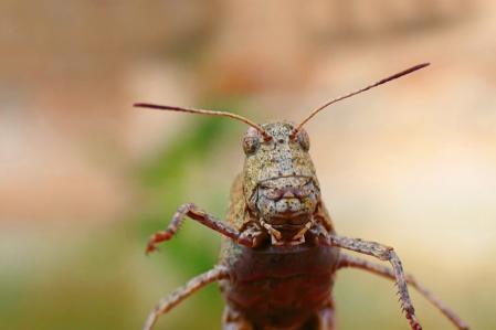Saltamontes de alas azules.