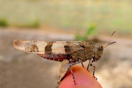 Saltamontes de alas azules.