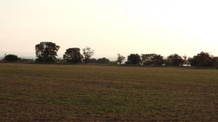 Reto visual: ¿Cuántas aves ves en esta imagen?