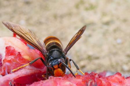Avispa asiática alimentándose de la carroña.