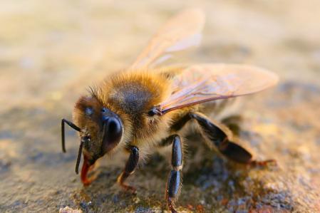 Abeja recogiendo agua en el huerto del monasterio de Pedralbes de Barcelona.