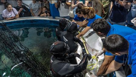 Ecografía a un pez guitarra
