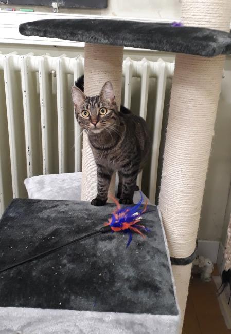 Gato incluido en el estudio