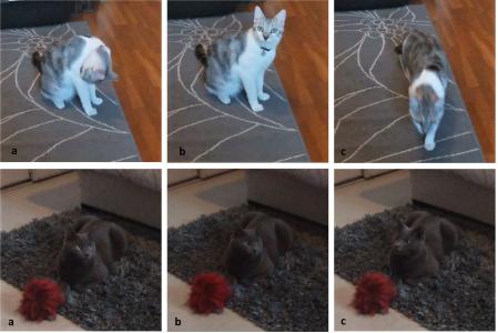 Cambios de comportamiento: antes (a), durante (b) y después (c) del inicio del estímulo. El gato de arriba se acicala antes del estímulo. El estímulo vocal hace que se detenga, oriente la cabeza hacia el hablante/experimentador y se mueva hacia él. El gato inferior está descansando, el estímulo vocal genera midriasis (dilatación de la pupila) y orientación de la cabeza hacia el hablante/experimentador.