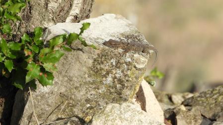 La salamanquesa, en detalle.