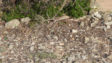 Solución al Reto visual de la salamanquesa.