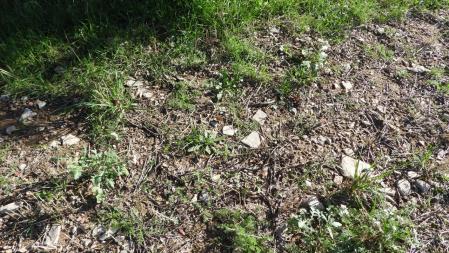 Reto visual: ¿Dónde está la mariposa?