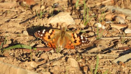 La mariposa, en detalle.