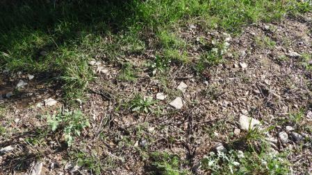 Solución al Reto visual de la mariposa.