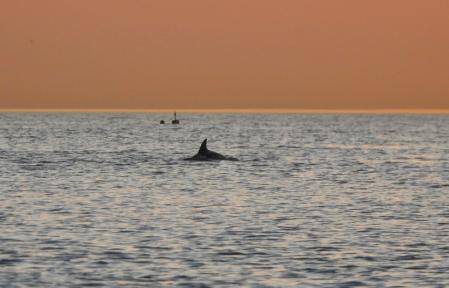 El amanecer de los delfines en Fuengirola.