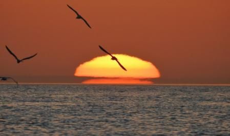 El amanecer de los delfines en Fuengirola.