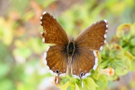 Leptotes pirithous hembra.