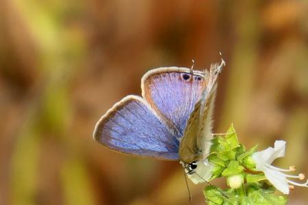 Leptotes pirithous macho.
