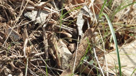 El saltamontes, en detalle.