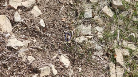 Aquí es dónde está el saltamontes, dentro del círculo.