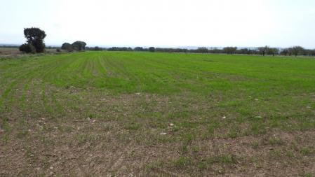 Campo sembrado ya coloreado de verde en otoño en Altet.