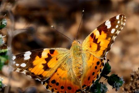 La Vanessa cardui en el huerto del monasterio de Pedralbes.