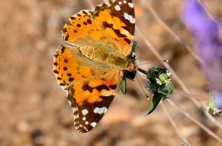 La Vanessa cardui en el huerto del monasterio de Pedralbes.