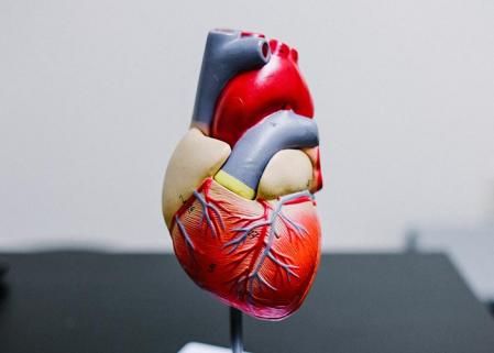 La maqueta de un corazón