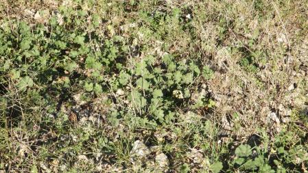 Reto visual: ¿Puedes señalar dónde está la mariposa?