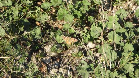 La mariposa, en detalle.