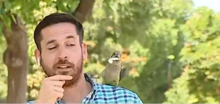 El animal retiró un auricular de su oído y salió volando con el artilugio electrónico