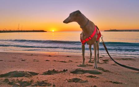 La música en la playa llama la atención del perro.