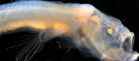 La anguila brosmio ciega es 