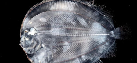 Otro de los extraños peces recogidos del fondo del mar con una pequeña red