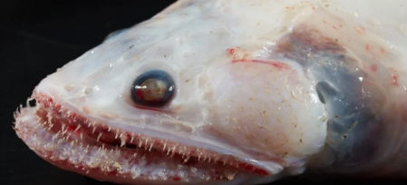 Un batisaurio mollis, también llamado pez lagarto de aleta alta, es un depredador voraz que se encuentra en aguas profundas