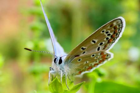 Mariposa ícaro macho.