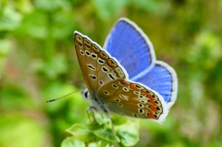 Mariposa ícaro macho.