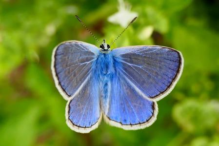 Mariposa ícaro macho.