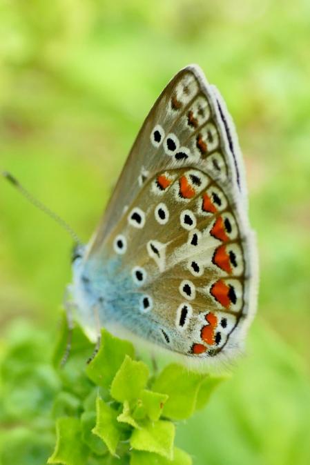 Mariposa ícaro macho.