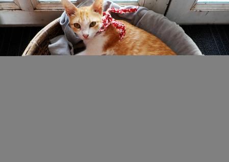 Lo ideal es que el cachorro de gato pueda estar con su madre hasta el destete completo, para poder alimentarse, estar caliente y aprender de ella