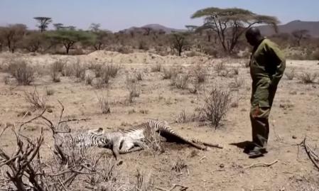 Agentes de protección de la fauna observan los restos de una de las cebras muertas   .
