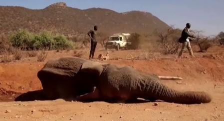 Los trabajos de seguimiento de la fauna no han podido salvar a los ejemplares más debilitados por la falta de agua y alimentos   .